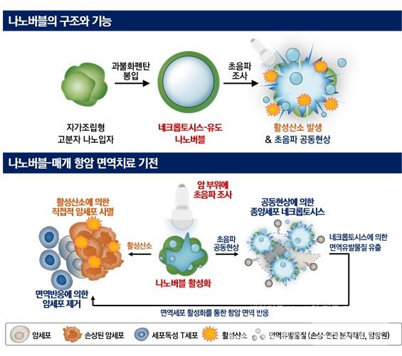 국내 연구진이 나노미터 크기의 버블로 암세포를 사멸시키는 기술을 개발했다. /한국연구재단.