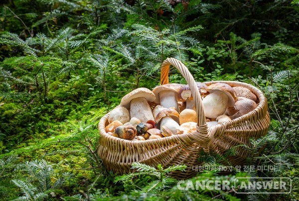 버섯 속에 풍부하게 들어있는 베타글루칸은 면역 증강에 도움을 준다. /게티이미지 뱅크